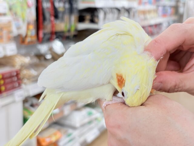 オカメインコ