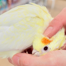 おねだりの仕草に胸きゅんきゅん🐥💘オカメインコ(ルチノーパール)