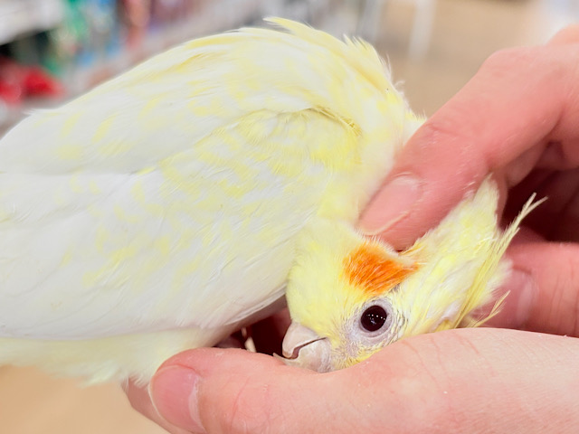 おねだりの仕草に胸きゅんきゅん🐥💘オカメインコ(ルチノーパール)