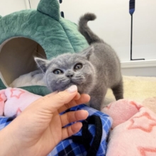 あたちの誘惑に勝てるかなぁ💓たくさん甘えちゃうのぉ〜❤️人大好きなブリティッシュショートヘアの女のコきました✨️