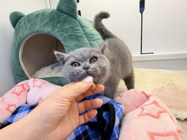 あたちの誘惑に勝てるかなぁ💓たくさん甘えちゃうのぉ〜❤️人大好きなブリティッシュショートヘアの女のコきました✨️