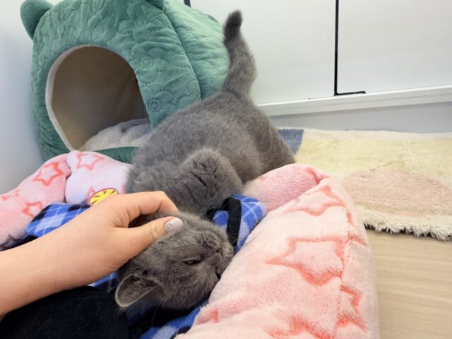 ブリティッシュショートヘア