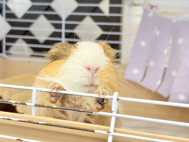 シェルティモルモット