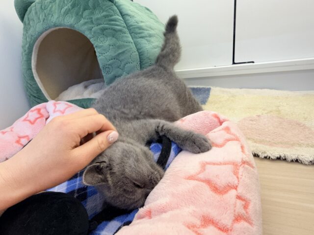 あたちの誘惑に勝てるかなぁ💓たくさん甘えちゃうのぉ〜❤️人大好きなブリティッシュショートヘアの女のコきました✨️ ブリティッシュショートヘア