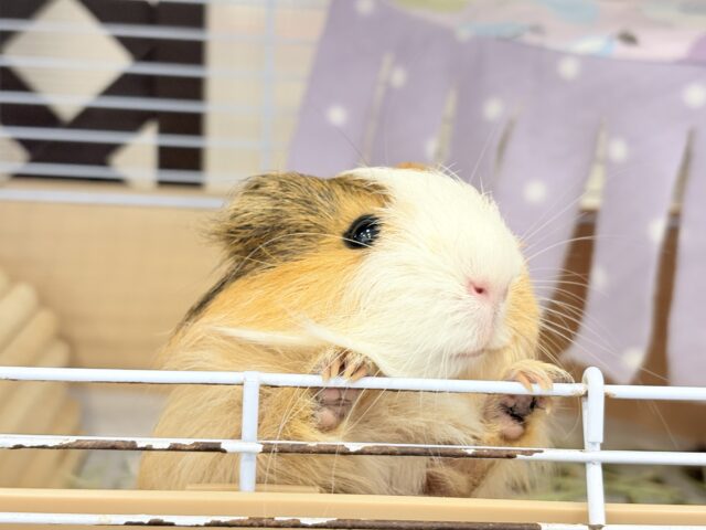 シェルティモルモット