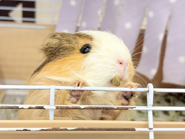 シェルティモルモット