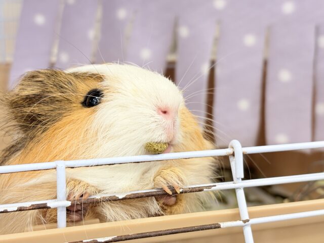 シェルティモルモット