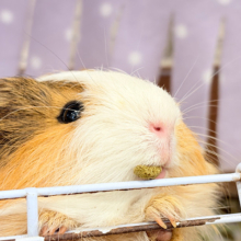 【動画更新🪄】可愛すぎてる…💖サラツヤヘアー🐹🌿シェルティモルモット(女の子)