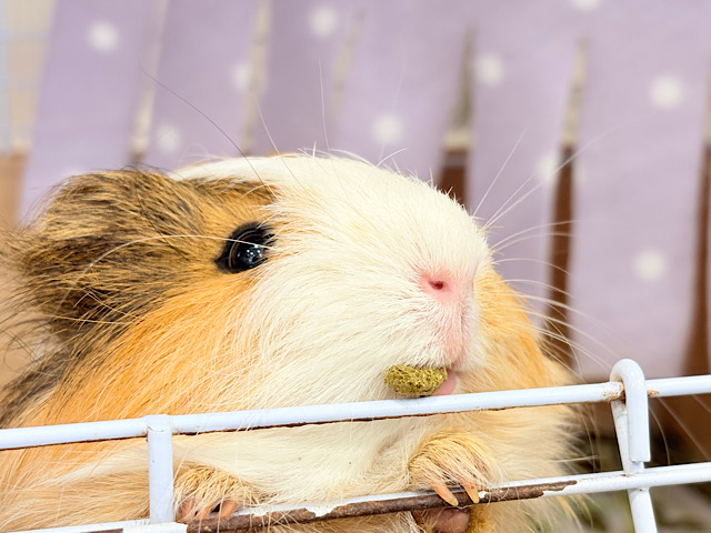 【動画更新🪄】可愛すぎてる…💖サラツヤヘアー🐹🌿シェルティモルモット(女の子)