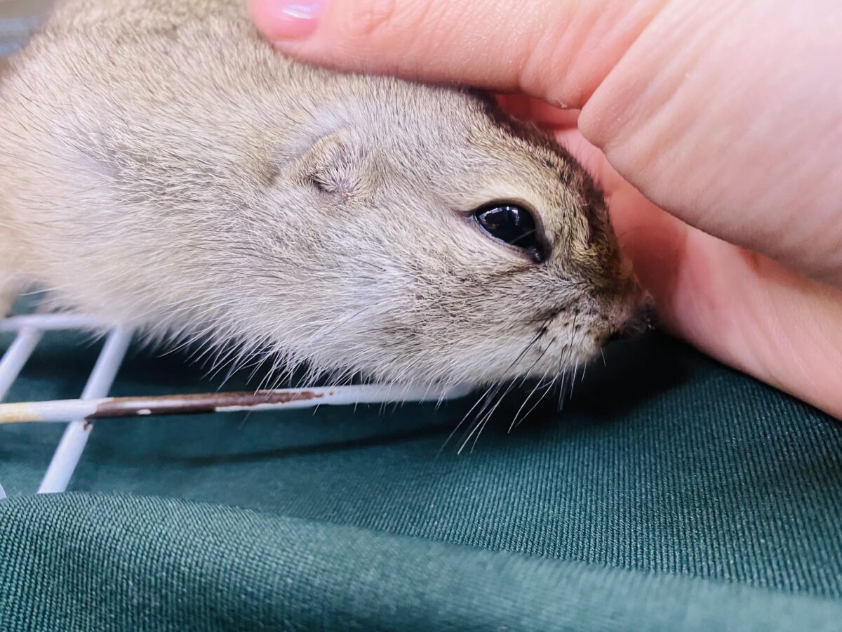 リチャードソンジリス