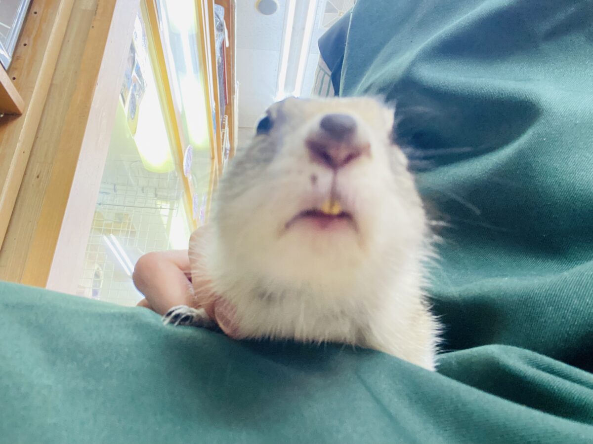 リチャードソンジリス