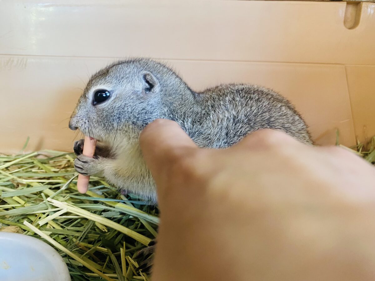 リチャードソンジリス