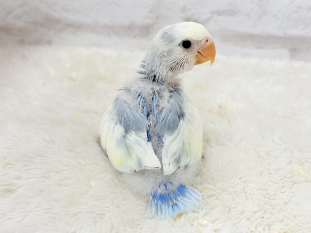 コザクラインコ（小桜インコ）