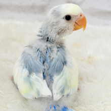 【最新画像更新🪄】真っ白でふんわりクリーミー🐣🧁💛コザクラインコ(ブルーオパーリンパイド) ヒナ