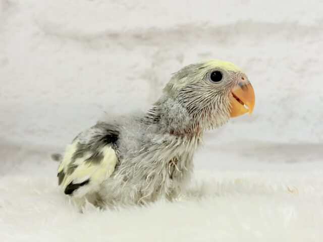 コザクラインコ（小桜インコ）