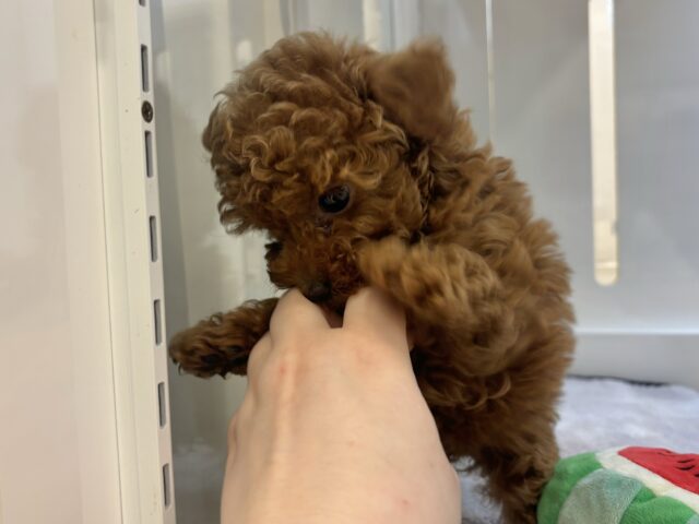 あたちから離れないでぇ〜!!トイプードルちゃん! トイプードル