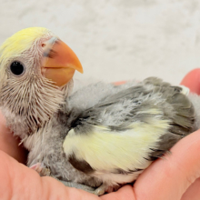 【最新画像更新🪄】美しのきゅるるんeye🐣🫧コザクラインコ(モーブパイド) ヒナ