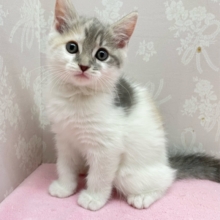 すみっこが大好き😊マンチカン(ダイリュートキャリコ)️️️🩵🩶女の子💖2025年12月5日生まれ