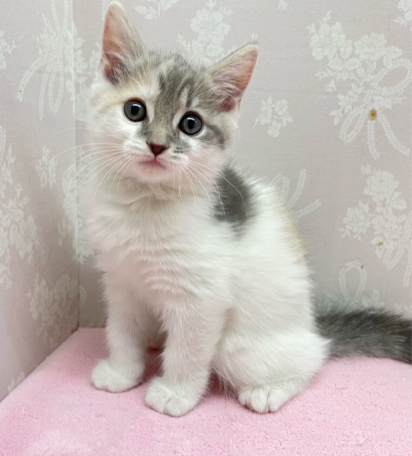 すみっこが大好き😊マンチカン(ダイリュートキャリコ)️️️🩵🩶女の子💖2025年12月5日生まれ