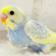 【最新画像更新🪄】ふわふわ☁️背中の花びら美しい🐣💜セキセイインコ(パステルレインボーパイド) ヒナ