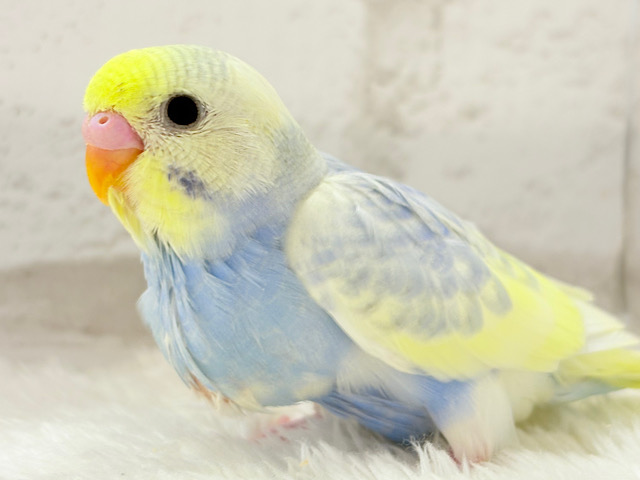【最新画像更新🪄】ふわふわ☁️背中の花びら美しい🐣💜セキセイインコ(パステルレインボーパイド) ヒナ