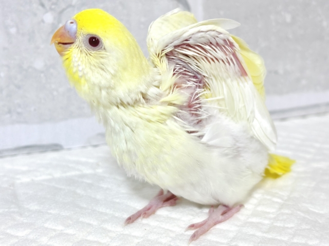 セキセイインコ
