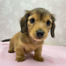 💗とっても甘えん坊ちゃん💗カニンヘンダックス(レッド)🍒‎女の子🍒‎2025年12月6日生まれ