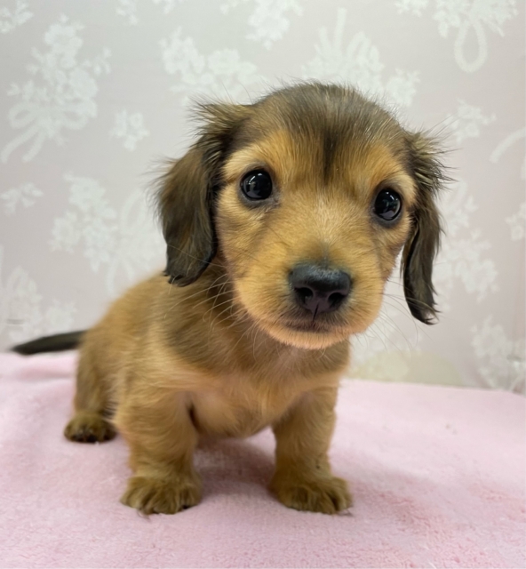 💗とっても甘えん坊ちゃん💗カニンヘンダックス(レッド)🍒女の子🍒2025年12月6日生まれ カニンヘンダックス