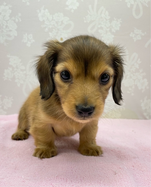💗とっても甘えん坊ちゃん💗カニンヘンダックス(レッド)🍒女の子🍒2025年12月6日生まれ カニンヘンダックス