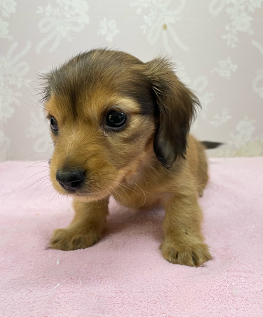 💗とっても甘えん坊ちゃん💗カニンヘンダックス(レッド)🍒女の子🍒2025年12月6日生まれ カニンヘンダックス