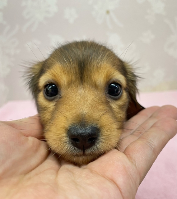 💗とっても甘えん坊ちゃん💗カニンヘンダックス(レッド)🍒女の子🍒2025年12月6日生まれ カニンヘンダックス