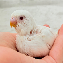 【最新画像更新🪄】ホワイトペンギンちゃん🐧🤍セキセイインコ(アルビノ) ヒナ