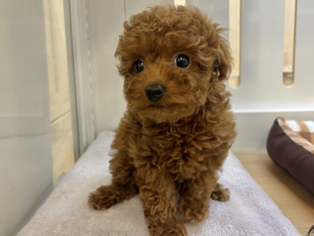 あたちから離れないでぇ〜!!トイプードルちゃん! トイプードル