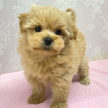 かまって〜( *´꒳`*)ハーフ犬(ポメラニアン×トイプードル)(アプリコット系)💖女の子💖2025年12月6日生まれ