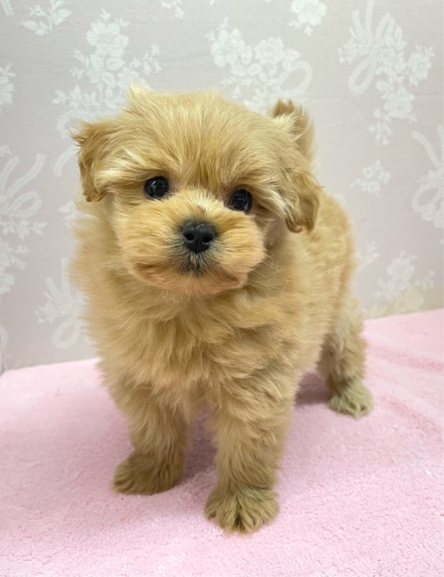 かまって〜( *´꒳`*)ハーフ犬(ポメラニアン✖️トイプードル)(アプリコット系)💖女の子💖2025年12月6日生まれ