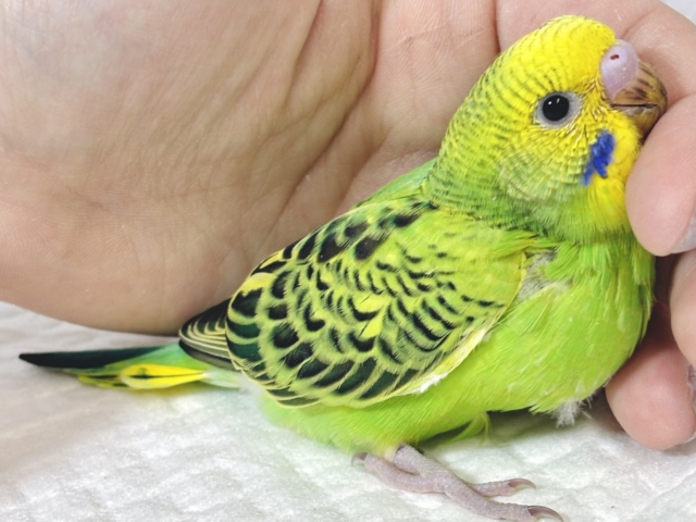 セキセイインコ