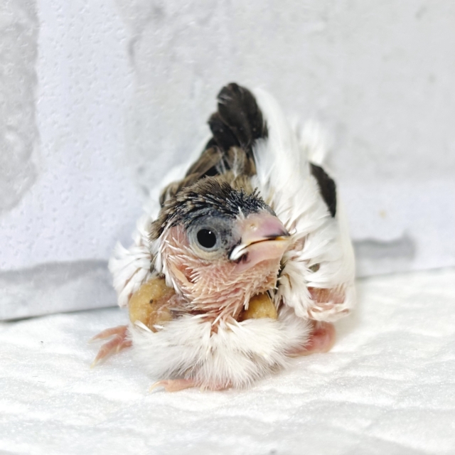 十姉妹（ジュウシマツ）