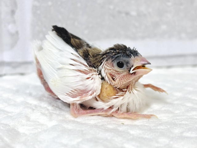 十姉妹（ジュウシマツ）