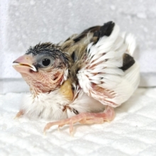 十姉妹  ヒナ  🐣🪶‪⟡.*