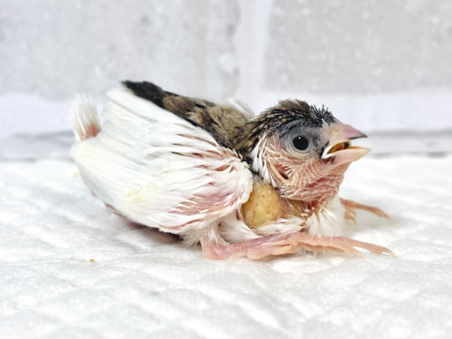 十姉妹（ジュウシマツ）