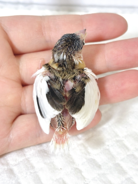 十姉妹（ジュウシマツ）