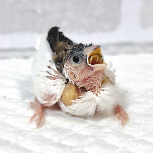 十姉妹（ジュウシマツ）