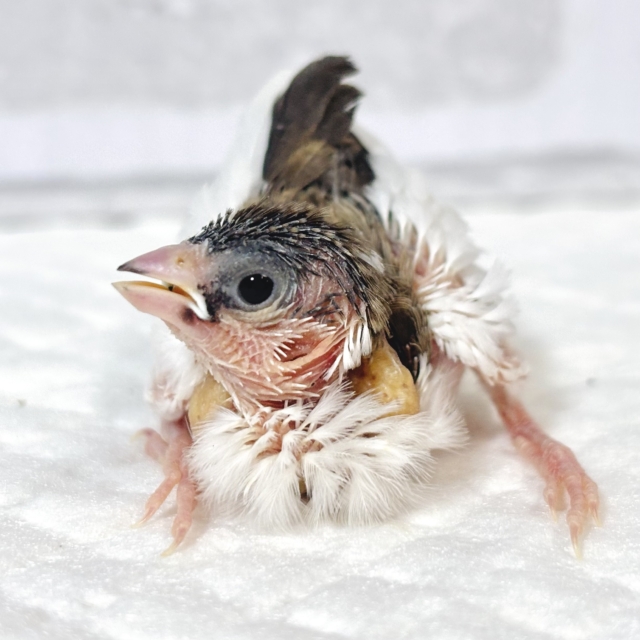 十姉妹（ジュウシマツ）