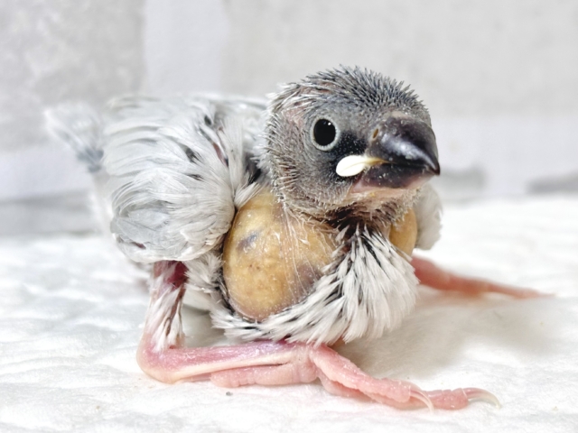 シルバー文鳥 ⟡.·*🐦