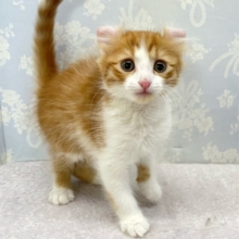 💖個性的な耳でしょ💖アメリカンカール(レッドタビー＆ホワイト)🍎‎💭男の子💙2025年12月12日生まれ