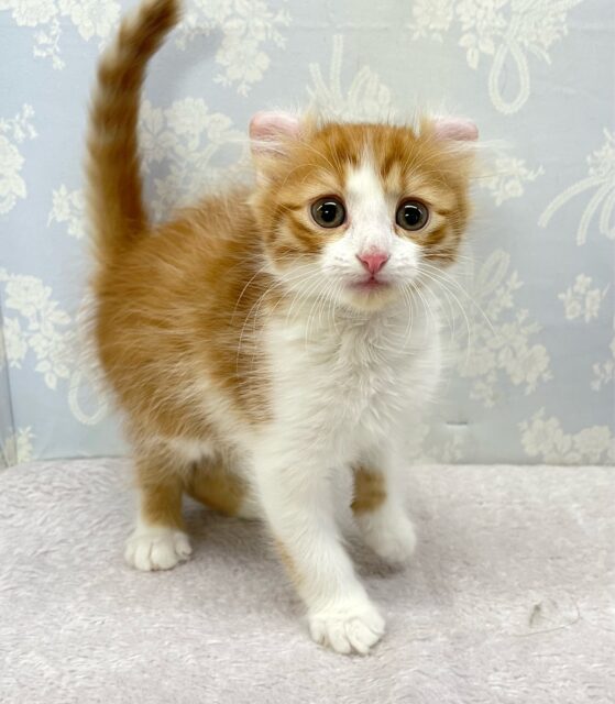 💖個性的な耳でしょ💖アメリカンカール(レッドタビー＆ホワイト)🍎‎💭男の子💙2025年12月12日生まれ