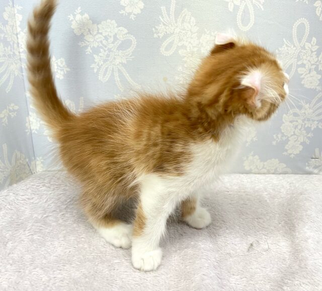 アメリカンカール