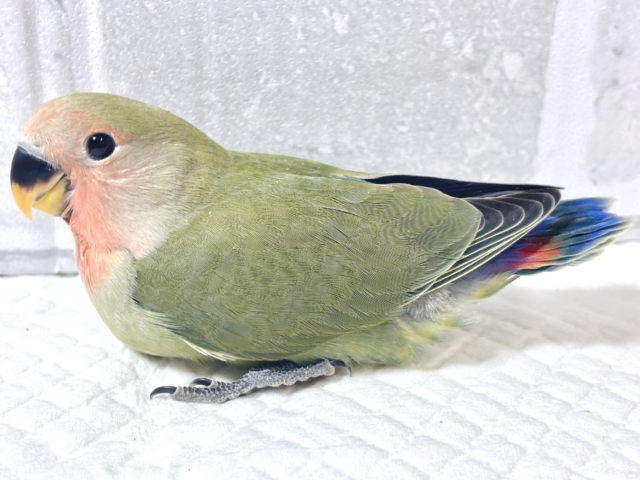 コザクラインコ（小桜インコ）