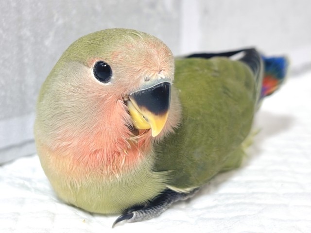 コザクラインコ ノーマル ⛰️🌿🍁 コザクラインコ(小桜インコ)