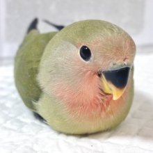 コザクラインコ  ノーマル  ⛰️🌿‬🍁